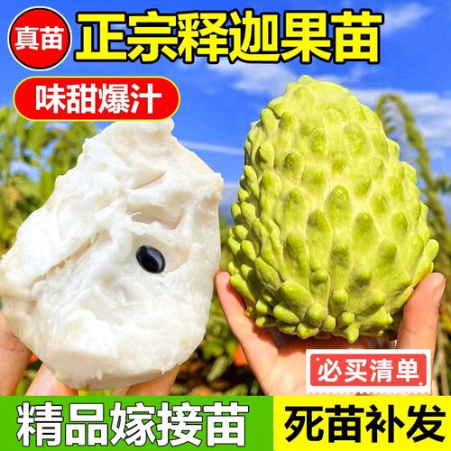 正宗嫁接释迦果苗台湾凤梨释迦果苗南方种植AP释迦果树苗盆栽地栽 - 图0
