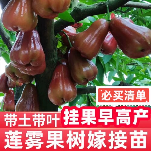 嫁接莲雾果树苗大果高产黑金刚莲雾苗南方北方庭院种植大叶红莲雾 - 图0