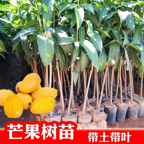 正宗嫁接贵妃芒果树苗凯特芒果苗大果高产金煌芒果苗南方盆栽果苗 - 图1
