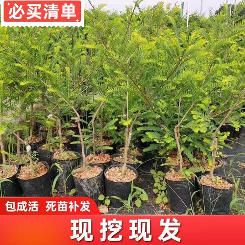 广东正宗嫁接甜种油甘果树苗余甘子果苗大果高产柿饼油甘果苗原杯 - 图1