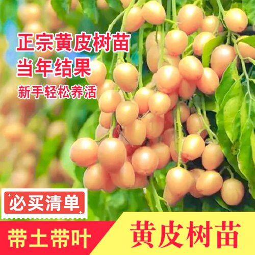 正宗大果高产鸡心黄皮嫁接果树苗南方庭院种植纯甜黑金无核黄皮苗 - 图2