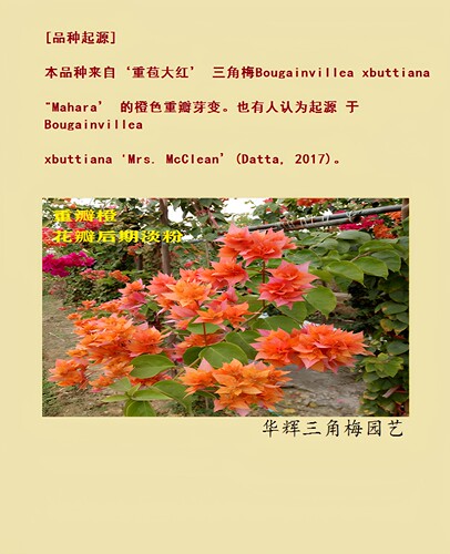 勤花重瓣橙三角梅盆栽带花梅花盆景爬藤植物冬季四季开花新款包邮 - 图1