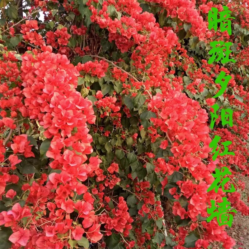 勤花暗斑夕阳红三角梅盆栽梅花盆景爬藤植物冬季四季开花新款包邮,淘宝优惠券,粉丝福利购,淘宝优惠卷