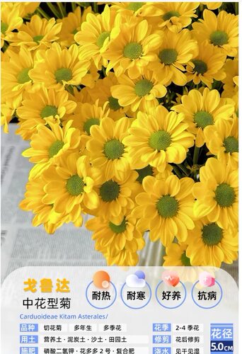 包对版切花雏菊苗多年生宿根花卉菊花苗耐热耐寒盆栽地栽好养绿植 - 图1