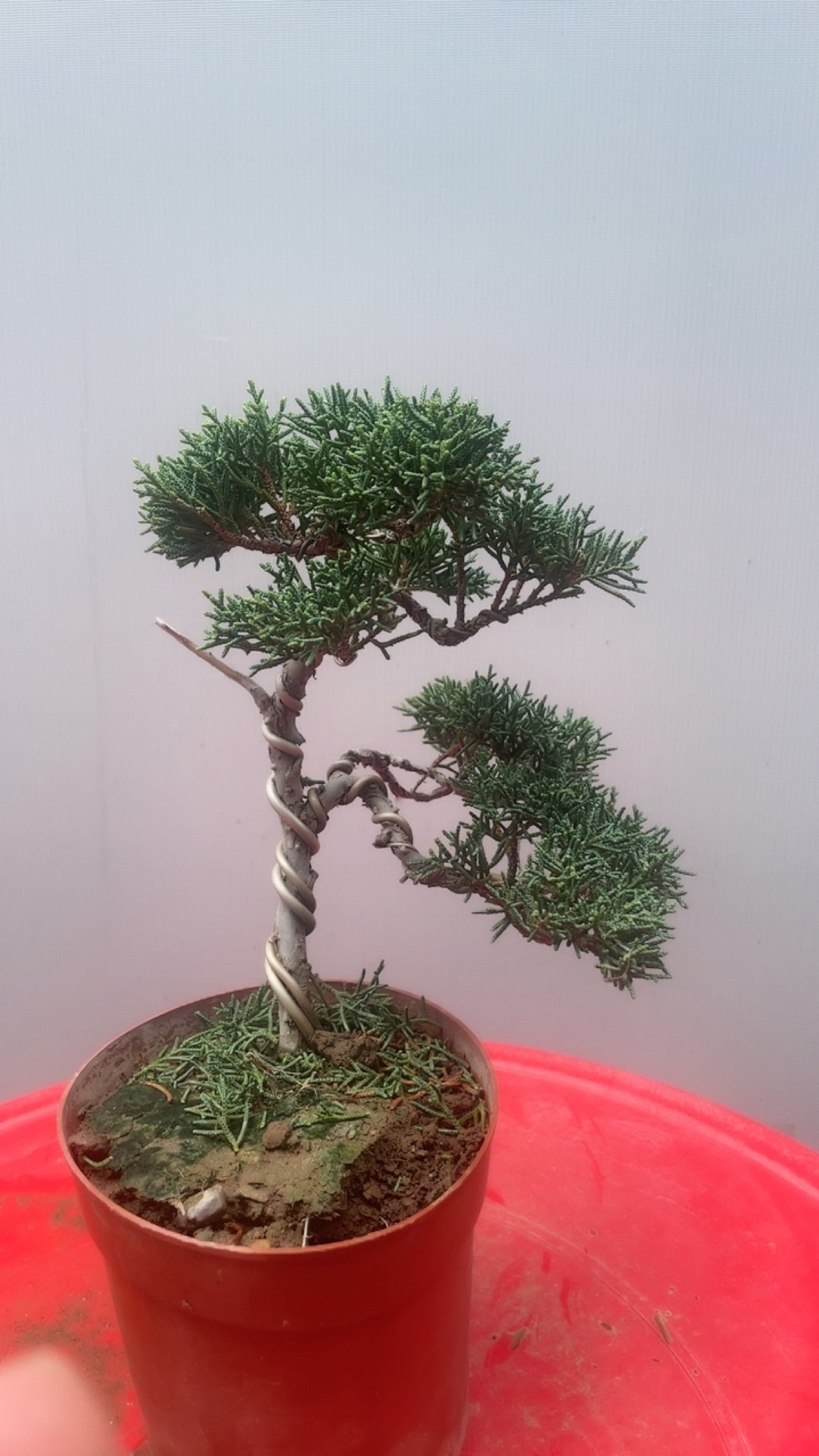 济州真柏素材苗盆景苗系鱼川真柏,淘宝优惠券,粉丝福利购,淘宝优惠卷