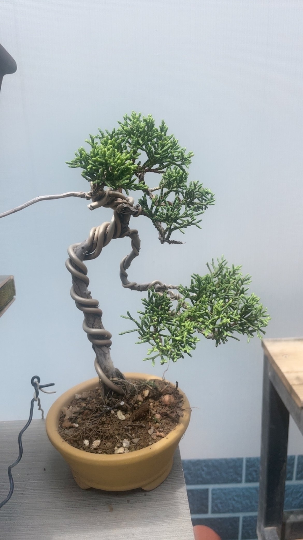 济州真柏素材苗盆景苗系鱼川真柏,淘宝优惠券,粉丝福利购,淘宝优惠卷