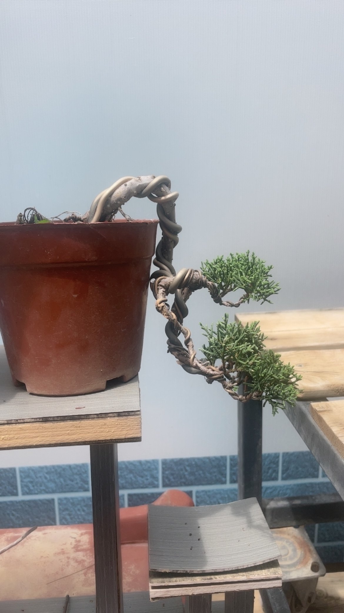 济州真柏素材苗盆景苗系鱼川真柏,淘宝优惠券,粉丝福利购,淘宝优惠卷