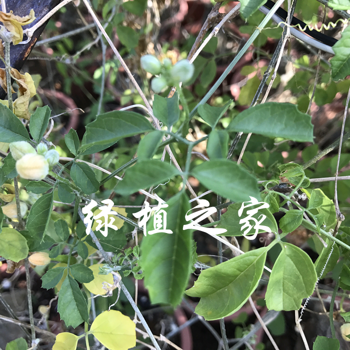 多肉植物   庭院植物   块根    沙漠苦瓜种子    随机发货