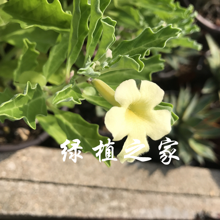 多肉植物  庭院植物  小盆栽   块根  黄花古城种子  随机发货