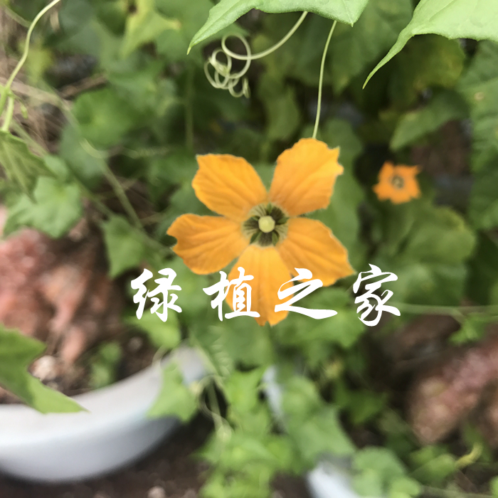 多肉植物 办公绿植 葫芦科  块根 苦瓜属种子（奇葫芦） 随机发货