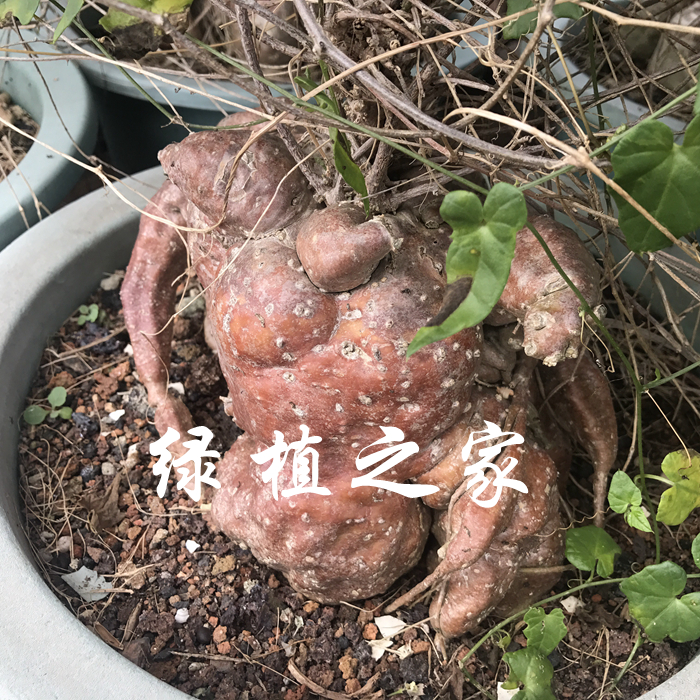 多肉植物 办公绿植 葫芦科  块根 苦瓜属种子（奇葫芦） 随机发货