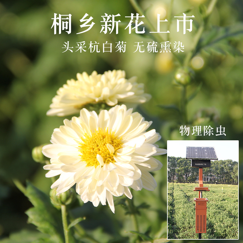 菊花茶杭白菊花桐乡特级正宗杭菊杭州贡菊胎菊250g正品官方旗舰店 - 图0