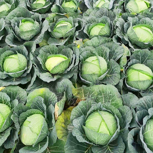 绿冠甘蓝种籽包菜色绿耐裂春秋蔬菜种子包心菜孑口感水果卷心菜籽 - 图2
