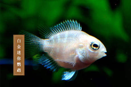 small ornamental fish