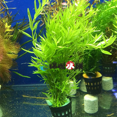 水草懒人水草活体新手推荐小宝塔小水榕绿叶椒绿菊蜈蚣草红菊 虎窝淘