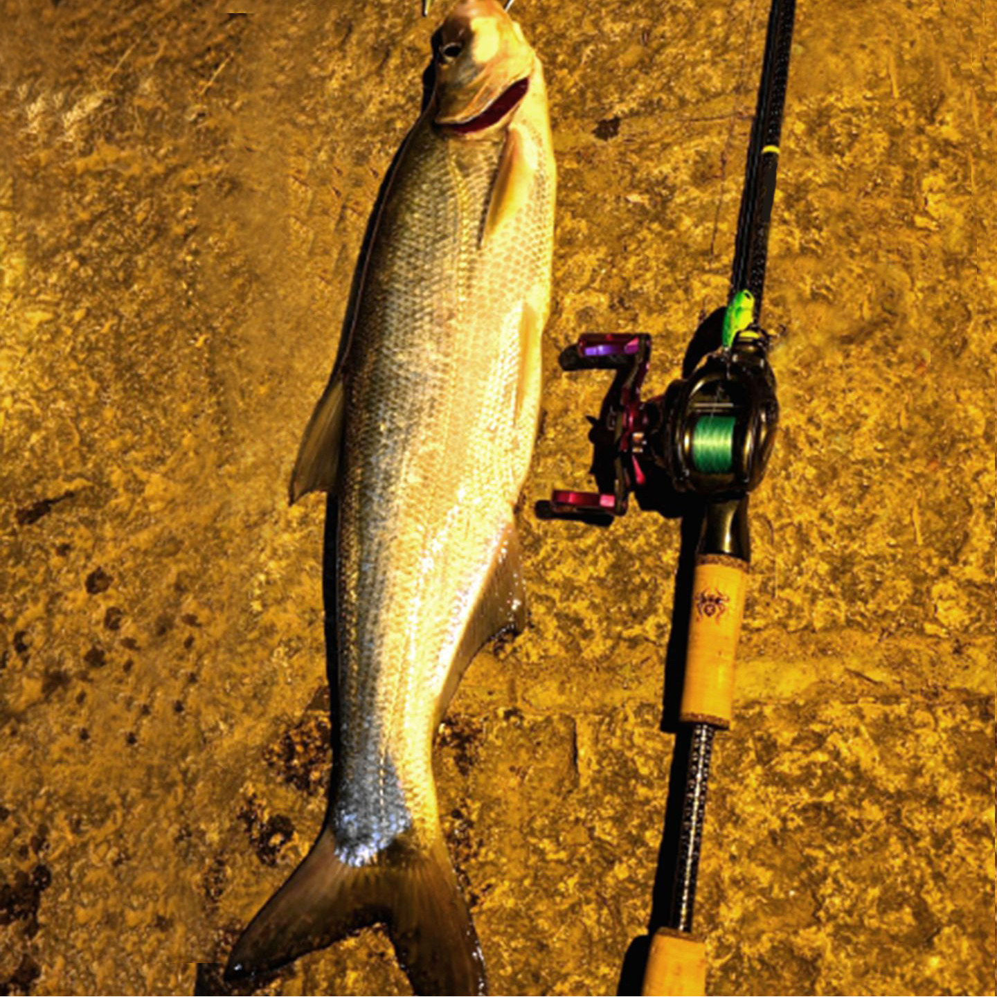 湛道旗舰 652LX 专业竞技 超高性能 鳜鱼路亚竿  精细虫竿1.96米,淘宝优惠券,粉丝福利购,淘宝优惠卷