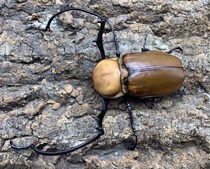 The tea-coloured arm gold tortoise