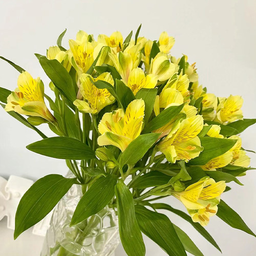 水仙百合鲜花云南基地直发六出花鲜切花真花家用客厅插花粉色花束 - 图2