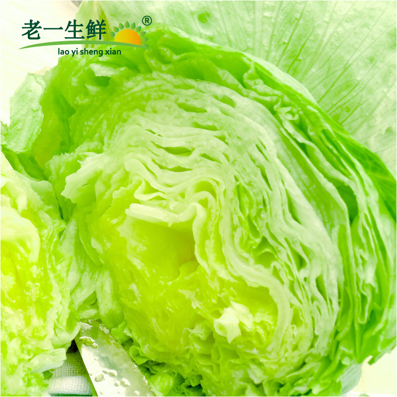 【老一生鲜】新鲜球生菜500g圆生菜沙拉菜西生菜沙拉蔬菜结球生菜 - 图1