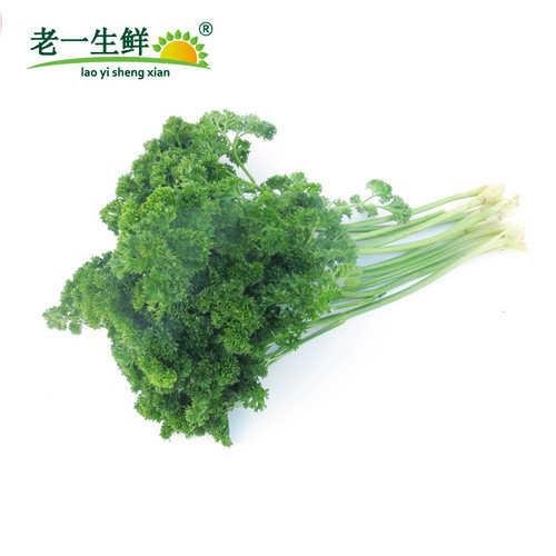 【老一生鲜】 荷兰芹500g新鲜西餐蔬菜 反西蕃茜洋芫荽法香 - 图0