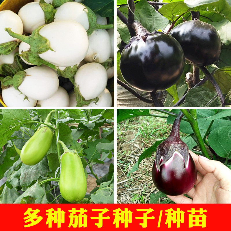 山东单县大圆茄子种植,_大山谷图库