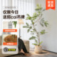 Advanced simulation green plant potted plants