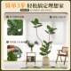 Xiaohongshu’s popular black diamond rubber tree plant ornament