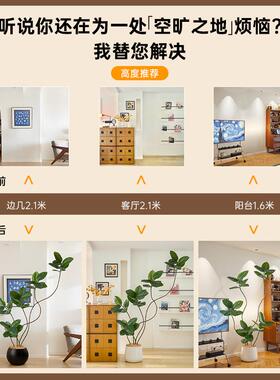 小红书爆款黑金刚橡皮树植物摆件