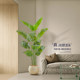 Ornament large simulation traveler banana bird of paradise fake green plant