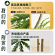 Hongsen Furniture Simulated Peacock Wood Atmosphere Fake Green Plants