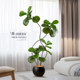 Fiddle leaf banyan tree decoration next to the sofa in the living room
