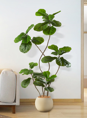 室内盆栽客厅摆件装饰树琴叶榕