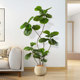 Indoor potted plant living room ornaments decorative tree fiddleleaf ficus
