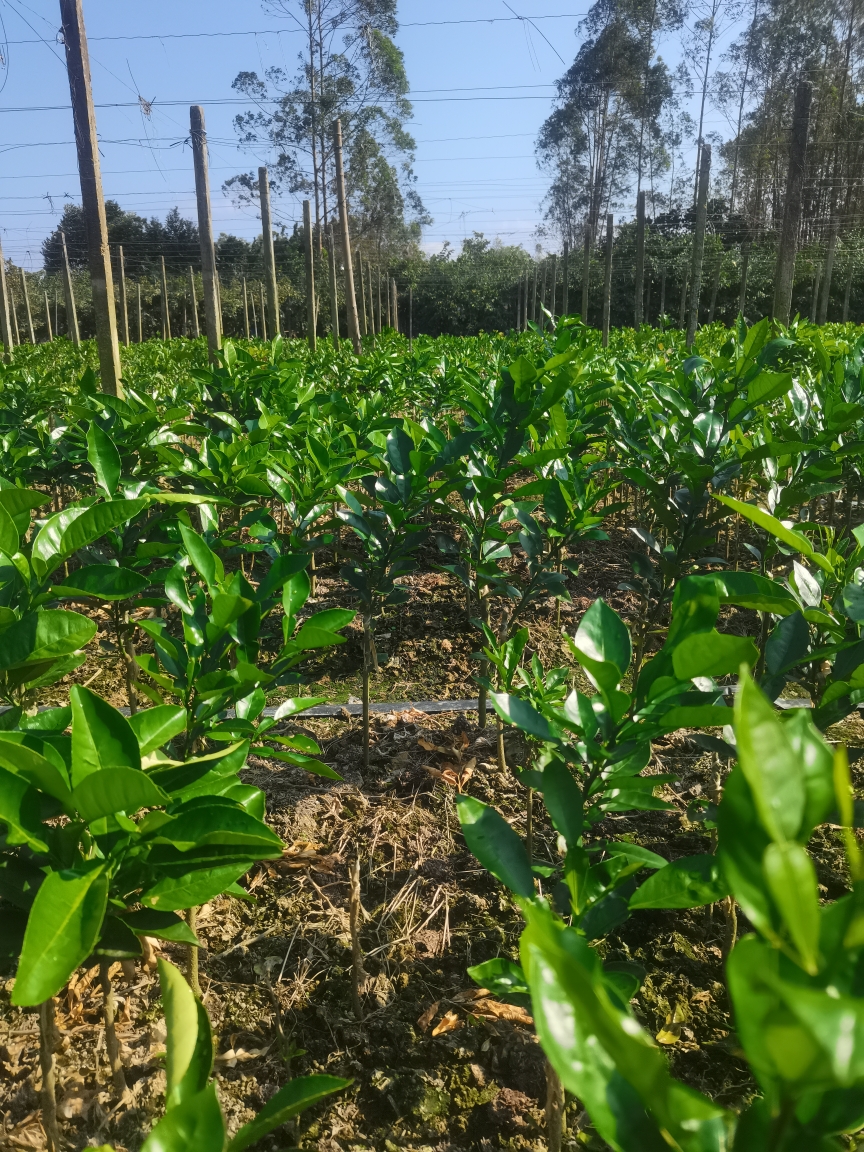 正宗化州橘红苗密叶皇龙橘红苗源头产地直发南北方可种植南药橘红-图1