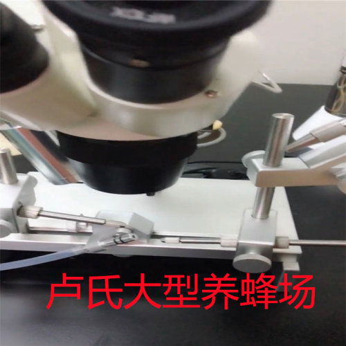 蜂王种王蜜蜂活体优质新王中蜂阿坝原种仓王双色王人工授精王包邮 - 图2