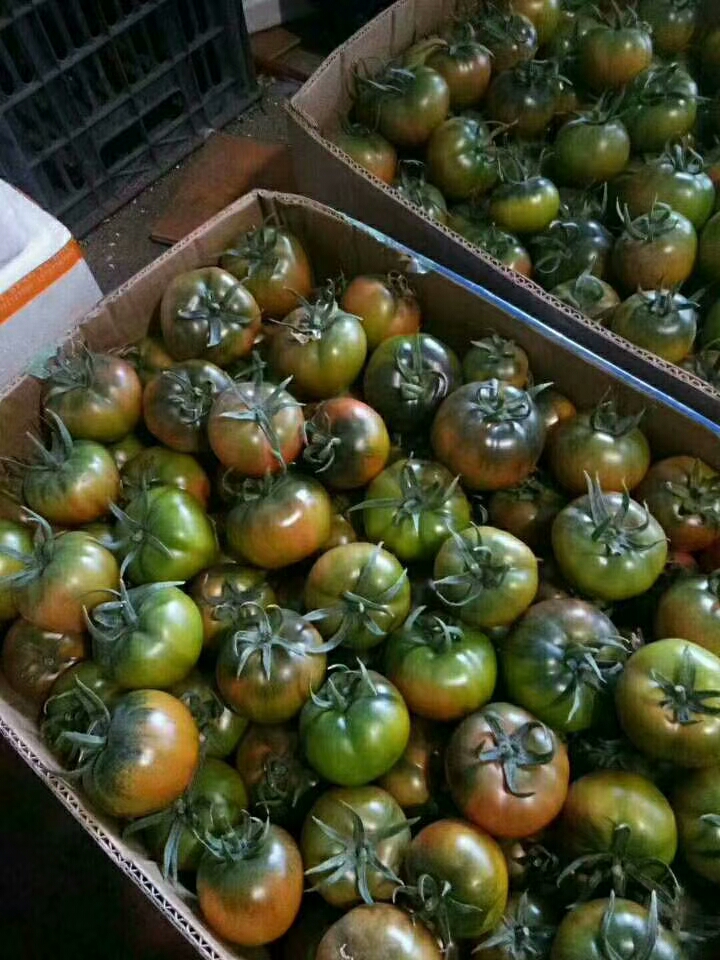 丹东草莓柿子5斤铁皮柿子油柿子水果柿子自然熟绿腚柿子碱地番茄 - 图0