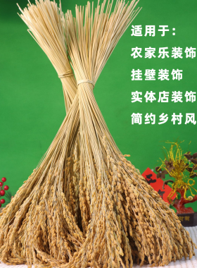 农家糯稻穗水稻穗干花农产品