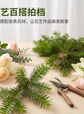 新鲜杉树叶民宿造景拍摄装饰干花