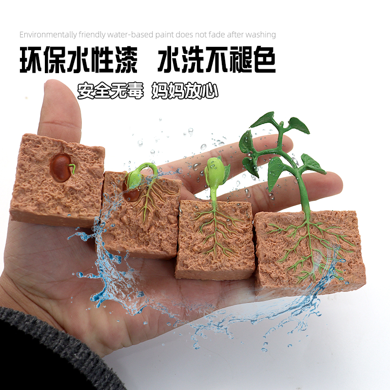 仿真科教植物昆虫模型玩具静态益智认知成长海洋动物儿童教育礼物 - 图2