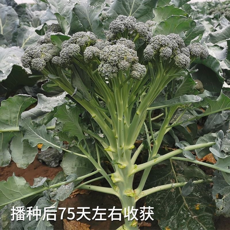 西兰苔种子西兰花种籽春季秋季蔬菜种孑西洋芥蓝菜籽西蓝花菜种孑,淘宝优惠券,粉丝福利购,淘宝优惠卷