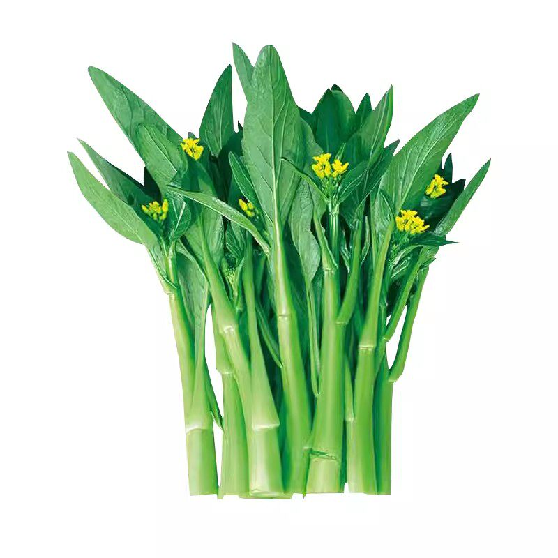 广东四季四九菜心种子种籽孑菜苔甜菜心菜种盆栽秋季菜籽