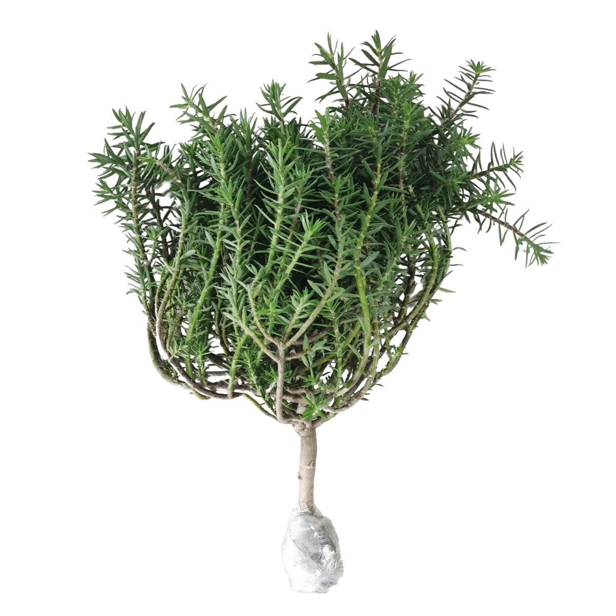 玫红紫重瓣太阳花老桩盆栽庭院阳台易养活四季花植物太阳花苗带根,淘宝优惠券,粉丝福利购,淘宝优惠卷