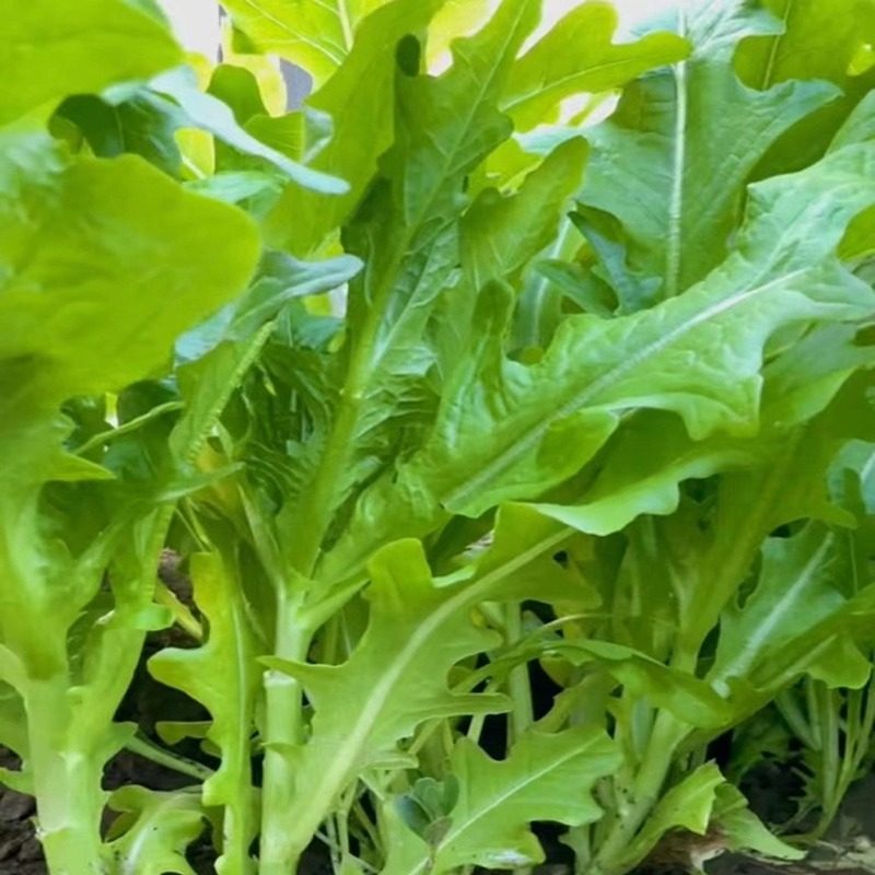 脆甜沙拉菜种子花丫甜唛菜花芽甜麦菜种子四季种植蔬菜种子叶类菜,淘宝优惠券,粉丝福利购,淘宝优惠卷