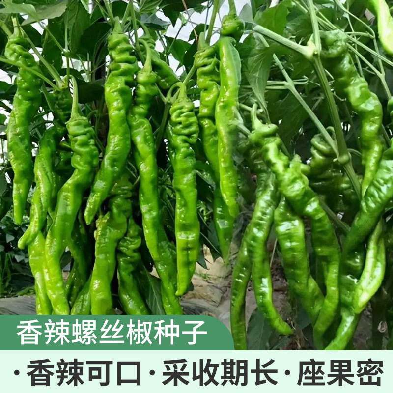 螺丝椒种子辣椒盆栽菜苗蔬菜特辣新鲜薄皮庭院阳台四季盆栽辣椒种,淘宝优惠券,粉丝福利购,淘宝优惠卷