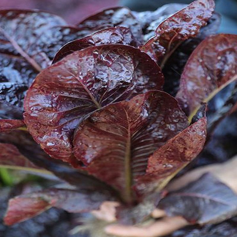 奶油紫孔雀生菜种子香麦菜春季秋季菜园阳台盆栽蔬菜种子紫生菜籽,淘宝优惠券,粉丝福利购,淘宝优惠卷