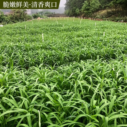 空心菜种子四季柳叶半青白梗空心菜小叶种籽阳台盆栽大田蔬菜种孑