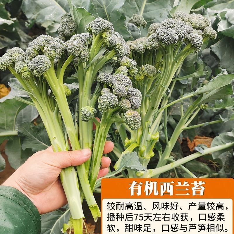 西兰苔种子西兰花种籽春季秋季蔬菜种孑西洋芥蓝菜籽西蓝花菜种孑,淘宝优惠券,粉丝福利购,淘宝优惠卷