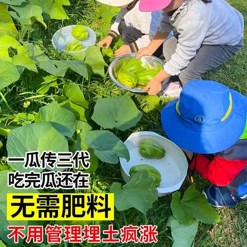佛手瓜种瓜种苗种子带芽带苗发芽福寿瓜苗春季阳台庭院盆栽蔬菜苗 - 图0