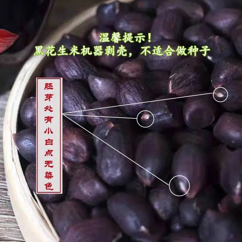 正宗新货大小粒黑花生米带壳生的原味种籽500g晒干山东黑皮富含硒,淘宝优惠券,粉丝福利购,淘宝优惠卷