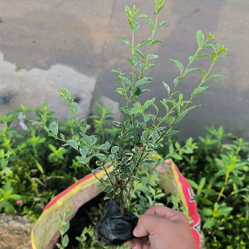 银姬小蜡树苗球彩叶灌木庭院花园绿化色块耐寒花镜植物花叶女贞苗,淘宝优惠券,粉丝福利购,淘宝优惠卷